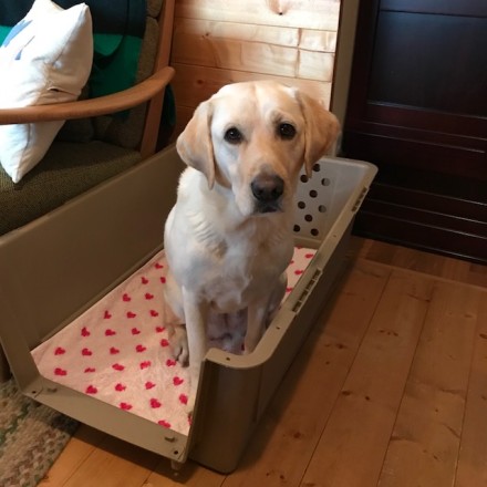 おやつを待っているふくちゃん。