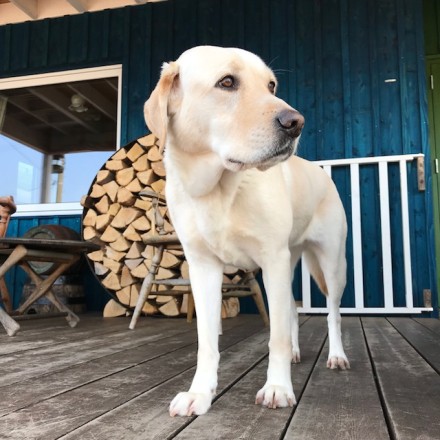 朝のさんぽ帰り。