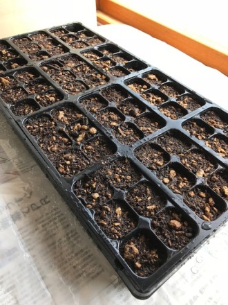 区分けされた苗床に、種を二粒ずつ植えました。