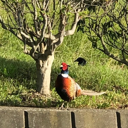 きのうの夕方。夕陽を受けて。