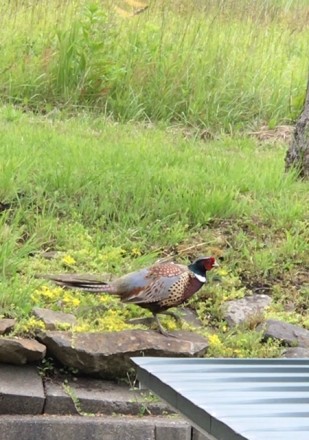 今朝も開店前からのご来店