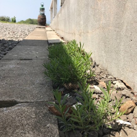 ラベンダーの実生