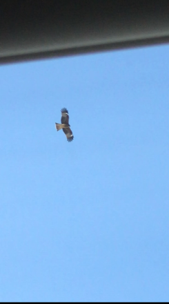 最新の写真を表示