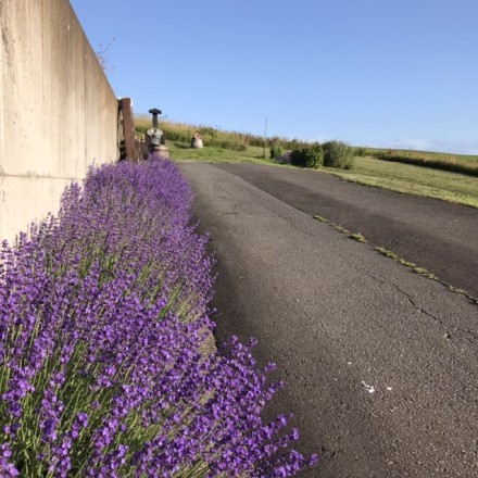 8B1C686E-F43A-48D0-AA8F-555088CA9C42