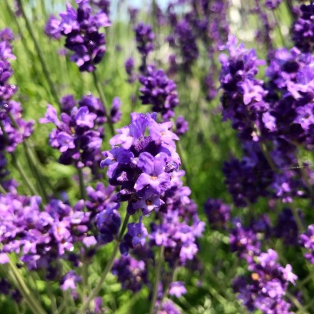 A6C26936-7F5A-46CA-BA98-067DA4DAAB7D