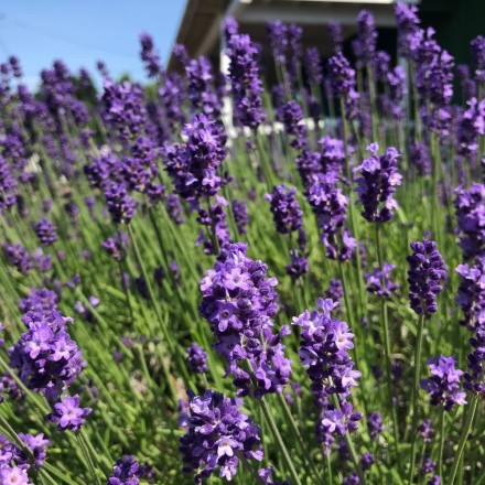 1070D59E-8C24-437F-93CC-A925DD549594