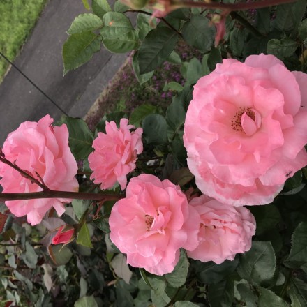 3C0F02CA-F47B-4F31-B6C2-3DCE326B7D33